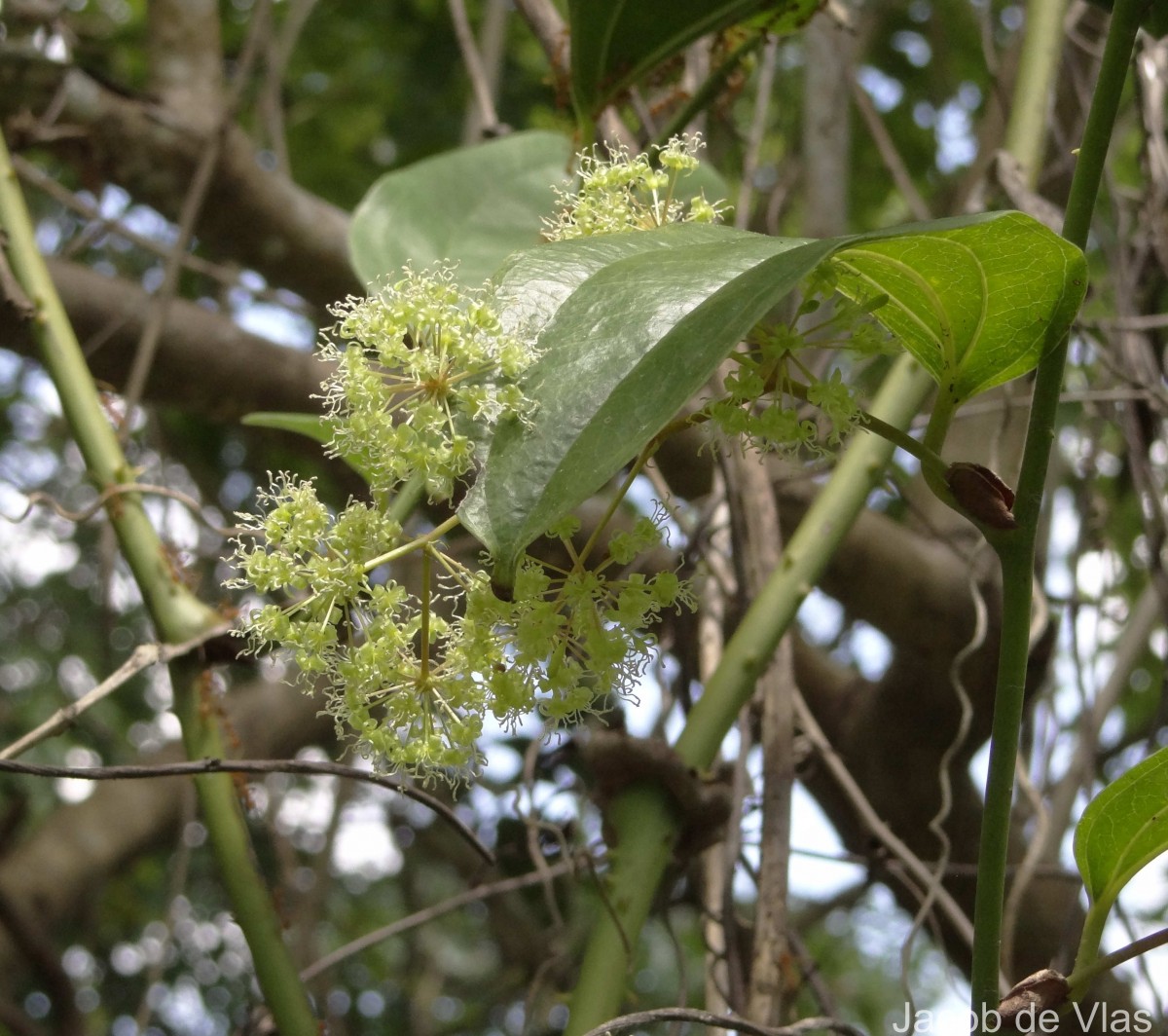 Smilax perfoliata Lour.